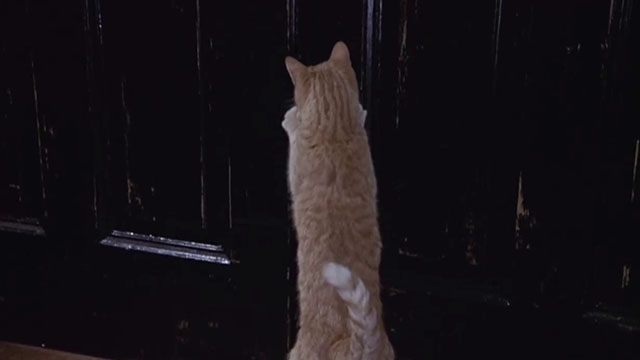 What Women Want - ginger tabby cat leaning on doors