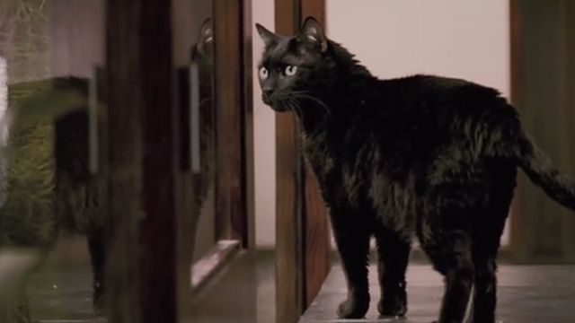 When a Stranger Calls - black cat Chester standing outside atrium