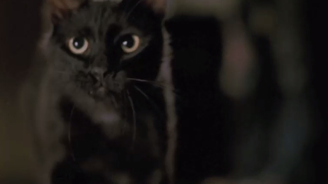 When a Stranger Calls - black cat Chester running toward camera