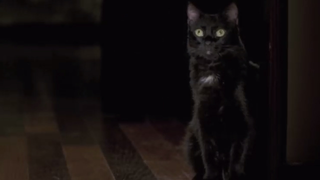 When a Stranger Calls - black cat Chester sitting