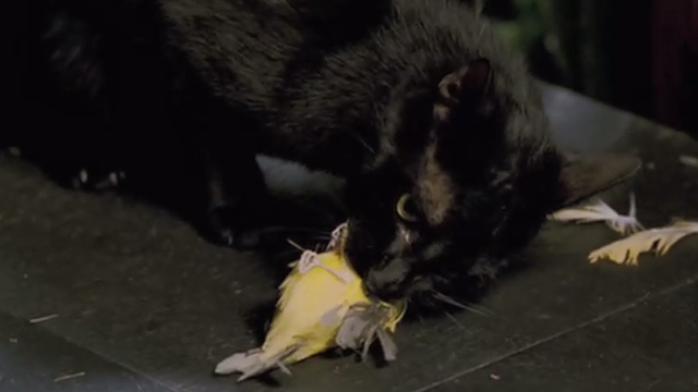 When a Stranger Calls - black cat Chester eating bird