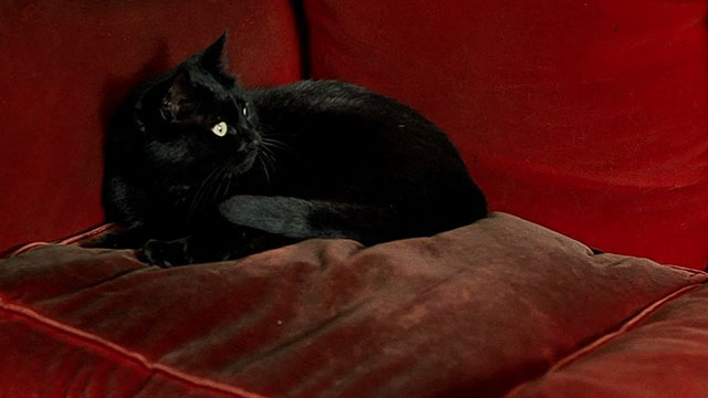 Chacun Cherche son Chat - When the Cat's Away - black cat Gris Gris Arapimou lying on couch