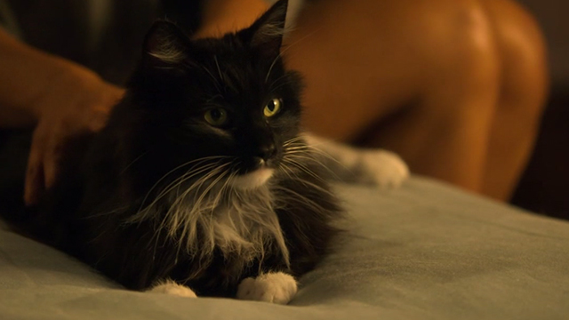 When the Bough Breaks - long haired tuxedo cat Miss Havisham lying on bed