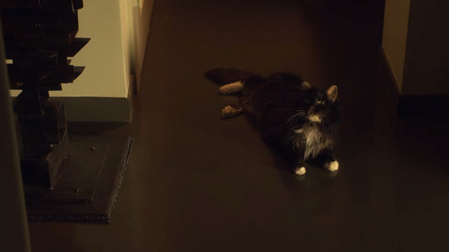 When the Bough Breaks - long haired tuxedo cat Miss Havisham lying in hallway