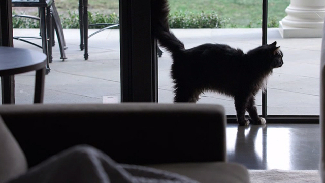 When the Bough Breaks - long haired tuxedo cat Miss Havisham standing by sliding glass door