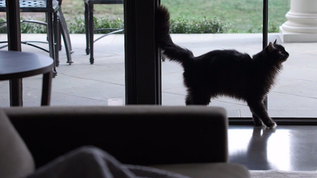 When the Bough Breaks - long haired tuxedo cat Miss Havisham standing by sliding glass door