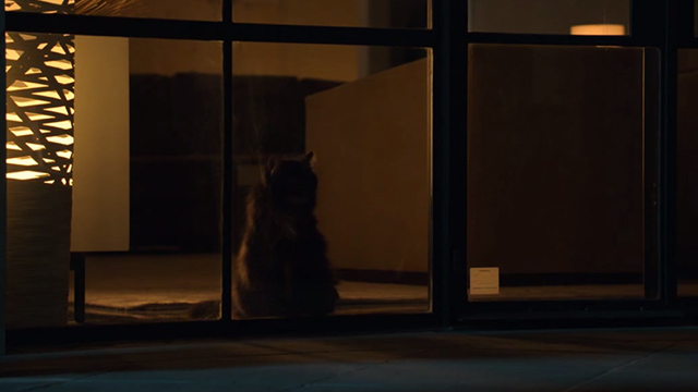 When the Bough Breaks - long haired tuxedo cat Miss Havisham looking through window at night
