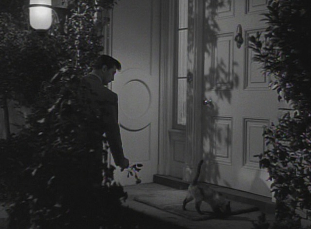 Where Danger Lives - Siamese cat on doorstep with rose