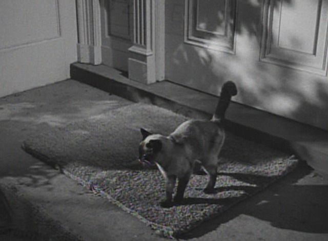 Where Danger Lives - Siamese cat on doorstep close