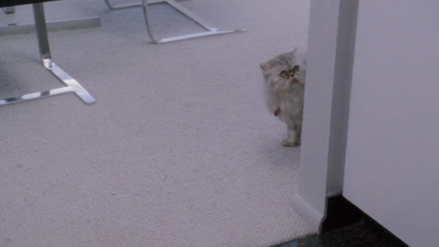 While You Were Sleeping - Persian cat Fluffy appears around corner