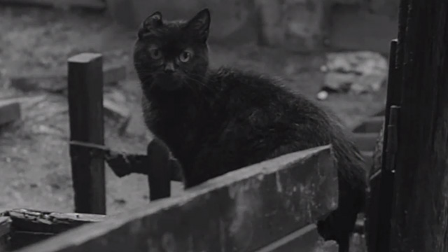The Whisperers - little black cat with deformed ear