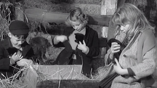 Whistle Down the Wind - Kathy Hayley Mills, Charlie Alan Barnes and Nan Diane Holgate with kittens in barn