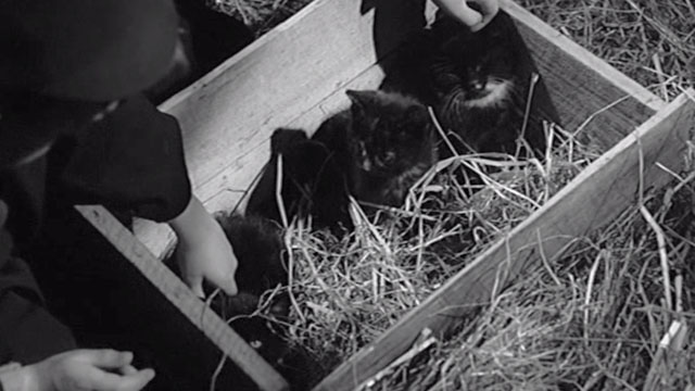Whistle Down the Wind - kittens in straw filled box in barn