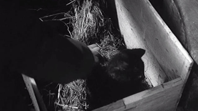 Whistle Down the Wind - one kitten inside box in barn