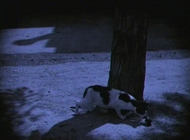 The White Sister - mama cat goes to pick up kitten