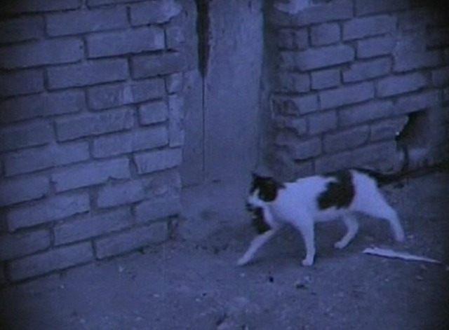 The White Sister - mama cat carries kitten down street