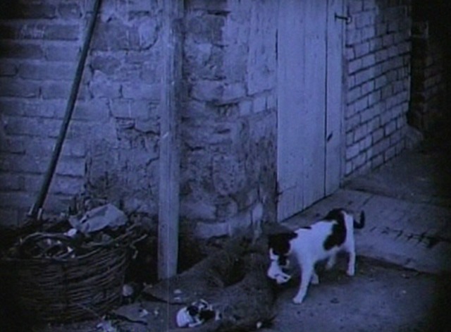 The White Sister - mama cat carries kitten to rest of litter