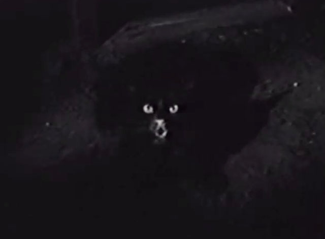 Who Killed Aunt Maggie? - longhair tuxedo cat Yehudi in dark