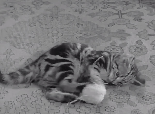 Who Killed the Cat? - tabby kitten Tabitha playing with ball of yarn on floor