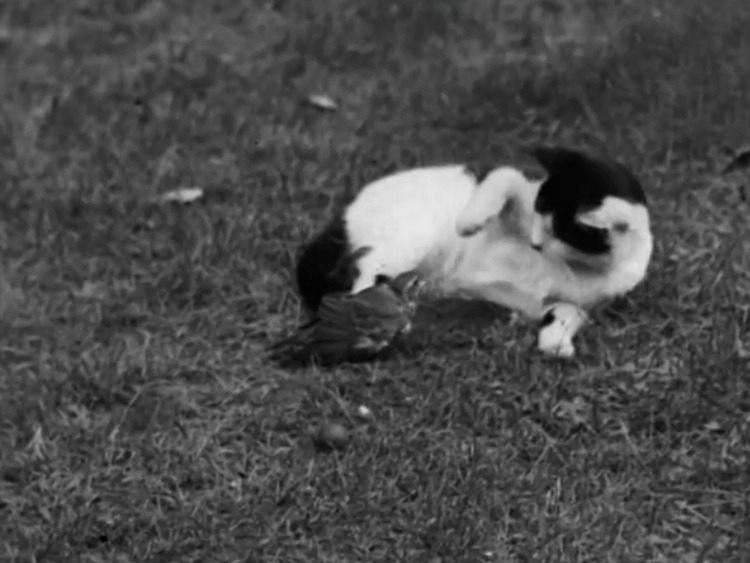 Who Killed Cock Robin? - Puffy the cat and injured bird lying on grass