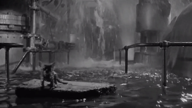 Who Was That Lady? - kitten sitting on floating board in basement