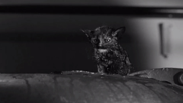 Who Was That Lady? - wet kitten sitting on pipe in basement