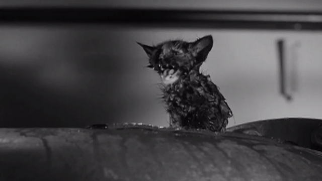 Who Was That Lady? - wet kitten sitting on pipe in basement