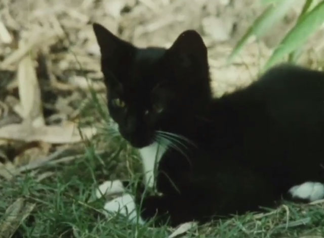 Why Do Cats Have Whiskers? - Wonder Cat - tuxedo kitten in grass