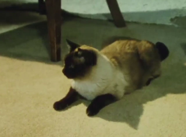 Why Do Cats Have Whiskers? - Wonder Cat - Siamese cat on carpet