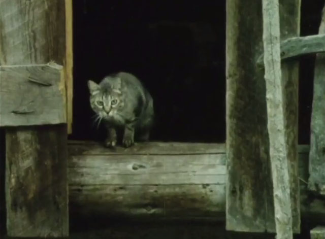 Why Do Cats Have Whiskers? - Wonder Cat - gray tabby cat coming out of barn