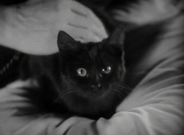 Wide Open - close up of black cat Adolphus in bed
