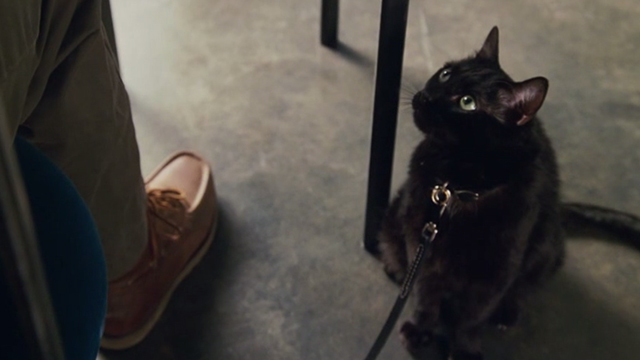 Wild Hogs - black cat iCat sitting on floor