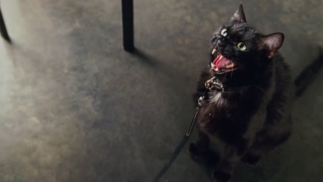 Wild Hogs - black cat iCat hissing