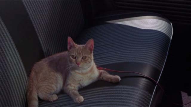 Willard - orange tabby cat Chloe in back seat of car