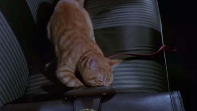 Willard - orange tabby cat Chloe clawing at briefcase in back seat of car