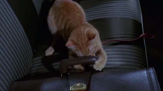 Willard - orange tabby cat Chloe clawing at briefcase in back seat of car