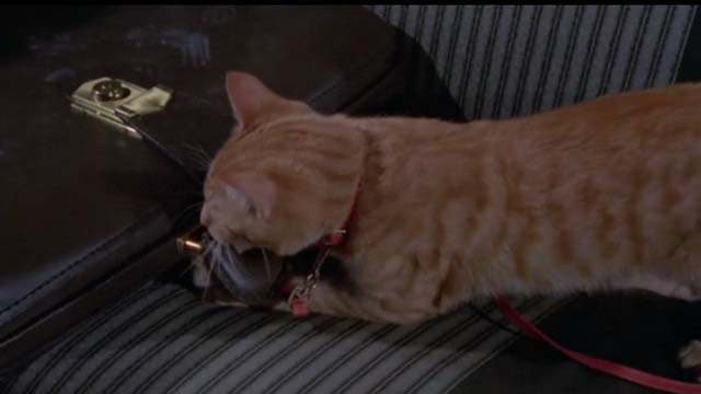 Willard - orange tabby cat Chloe clawing at briefcase in back seat of car