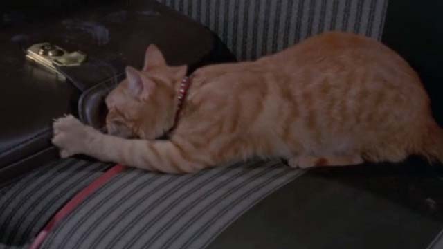 Willard - orange tabby cat Chloe clawing at briefcase in back seat of car