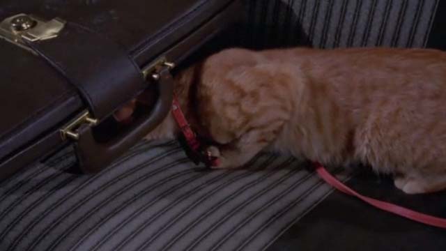 Willard - orange tabby cat Chloe nosing briefcase in back seat of car