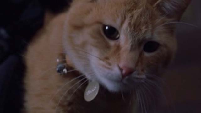 Willard 2003 - close up of orange tabby cat Scully