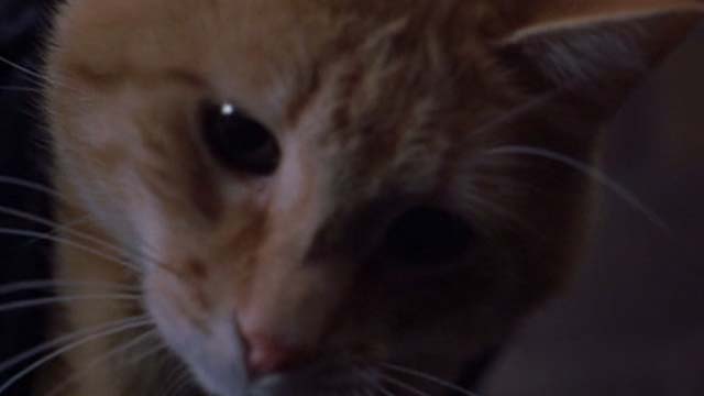 Willard 2003 - close up of orange tabby cat Scully