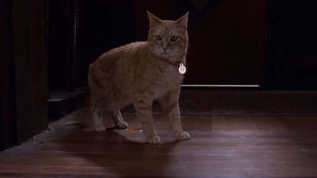 Willard 2003 - orange tabby cat Scully