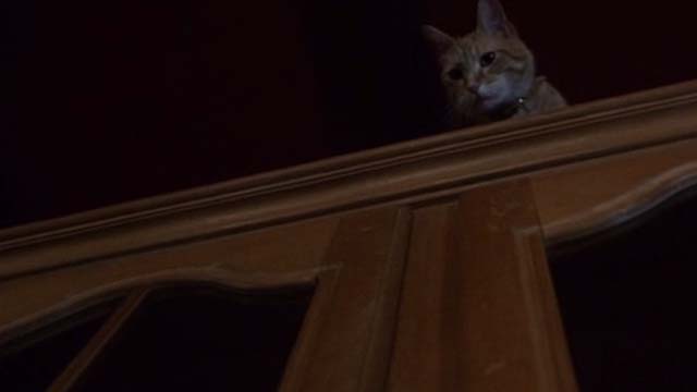 Willard 2003 - orange tabby cat Scully on top of cabinet