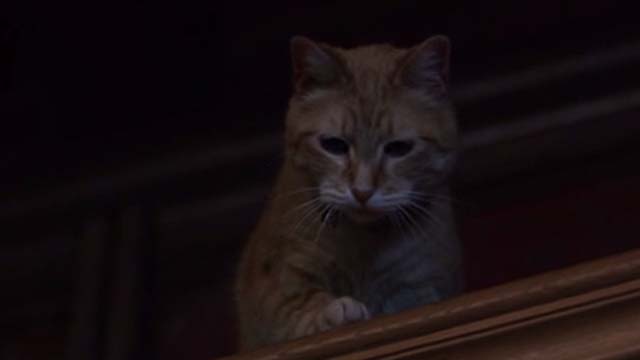 Willard 2003 - orange tabby cat Scully on top of cabinet
