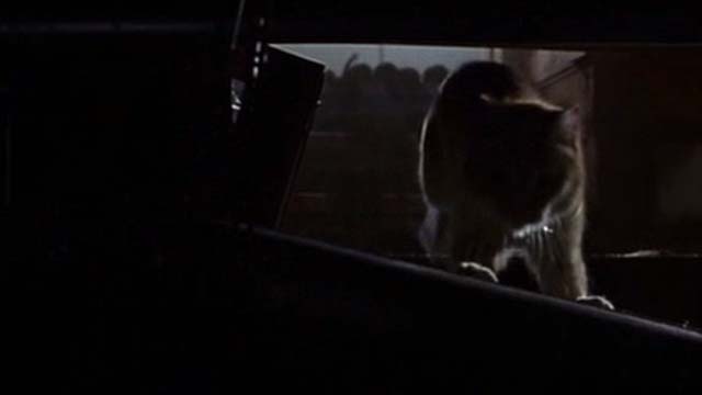 Willard 2003 - orange tabby cat Scully in basement being chased by rats