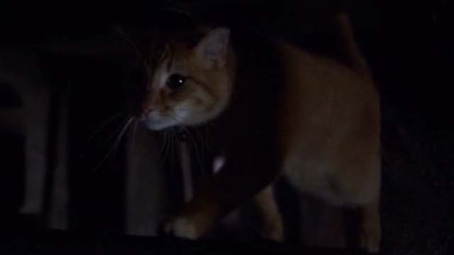 Willard 2003 - orange tabby cat Scully walking between pipe and ceiling