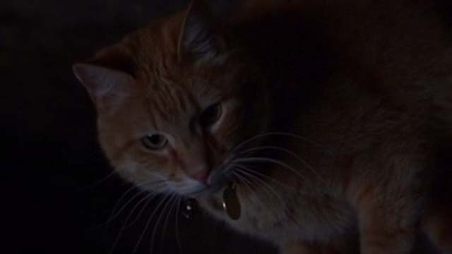 Willard 2003 - orange tabby cat Scully close