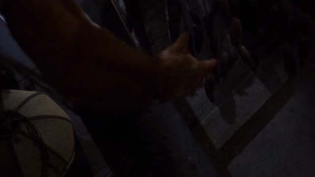 Willard 2003 - orange tabby cat Scully looking down at rats