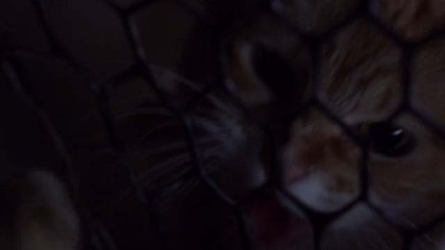Willard 2003 - orange tabby cat Scully outside vent grating