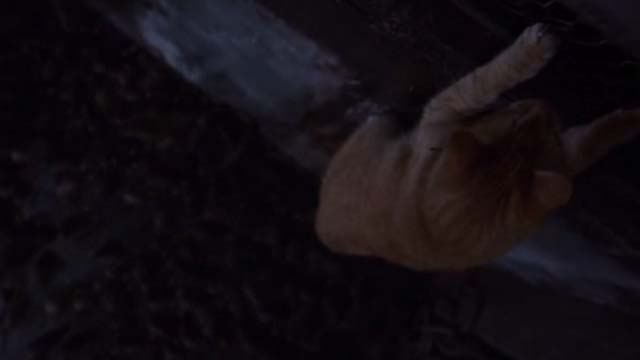 Willard 2003 - orange tabby cat Scully hanging above rats